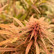 Load image into Gallery viewer, Bubba Kush CBD Hemp Flower Organic